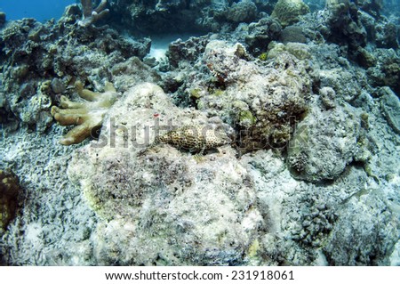 Tropical fish, corals and sponges around a thriving tropical coral reef, Palawan.
