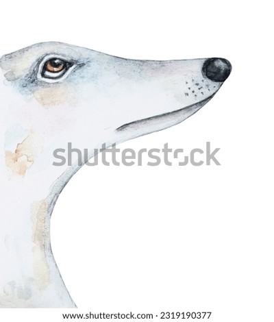 Watercolour illustration of profile portrait of beautiful white Borzoi, also known as Wolfhound. Hand painted water color drawing, cut out clip art element for design, advertising, pet products print.