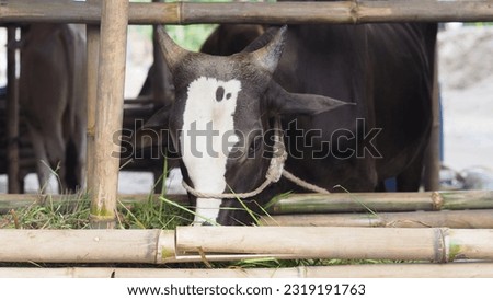 A black cow is being fed grass in its stable