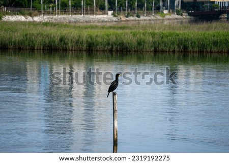 the great white heron on water