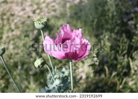 violet poppy outside in the field
