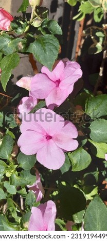 Garden Color Natural Flower agriculture Sri Lanka Ceylo Photography