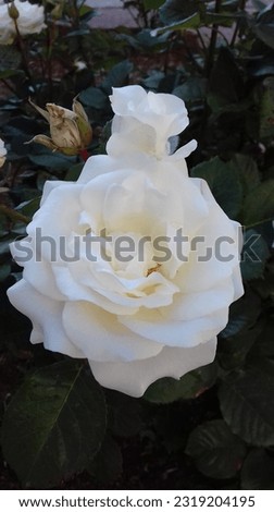 A picture of a beautiful and sweet white flower