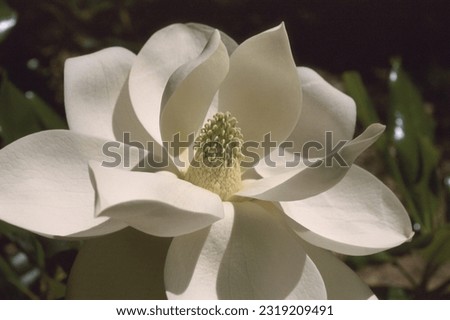 Magnolia grandiflora - Southern Magnolia Bloom