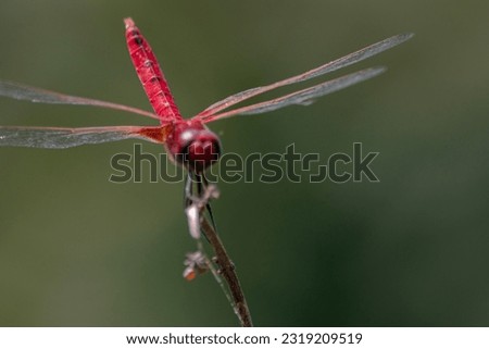 the red color dragonfly on small old tree branch in nature photo