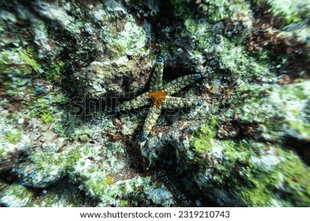 Closeup star fish on coral reef under the sea. starfish or sea stars are star-shaped echinoderms belonging to the class Asteroidea. Royalty-Free Stock Photo #2319210743