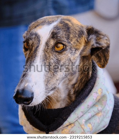 Greyhound dog rescued and adopted by the abandonment of a hunter
