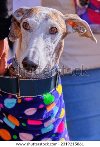 Greyhound dog rescued and adopted by the abandonment of a hunter