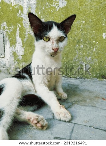 A bicolor cat sitting position 