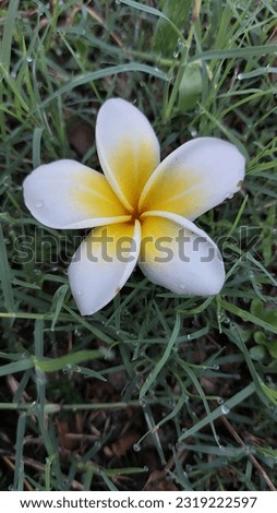 white flowers that fall on the grass in the morning