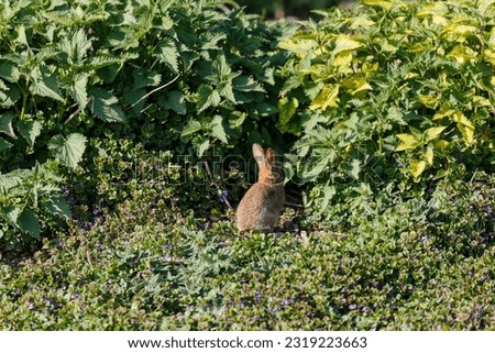 Rabbit on grass field in the city
