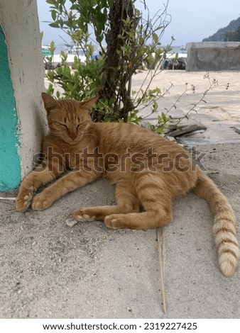 Sleeping orange cat on the beach