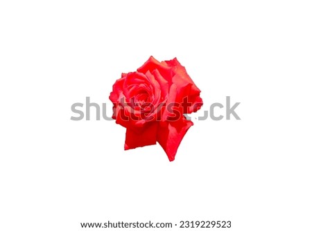 Red Rose Blossom isolated on white Background