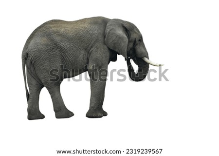 African Elephant ( loxodonta ) eating food on a clear white background. Elephant from Pilanesberg national park South Africs