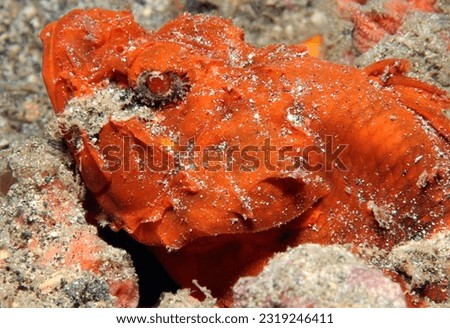 Humpback Scorpionfish (Scorpaenopsis macrochir, aka Flasher Scorpionfish, Rough Humpback Scorpionfish). Lembeh Strait, Indonesia
