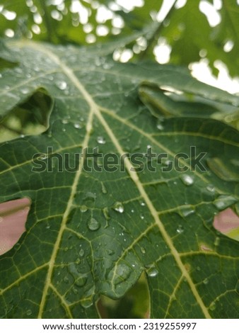 The raindrop on green leaf