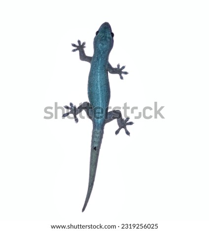 The Lizard With White Background Picture. 