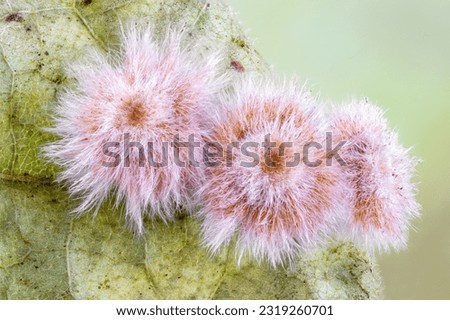 high detailed macro of three hairy oak galls on a oak leaf