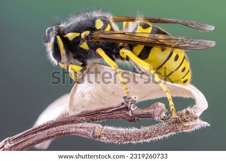 detailed macro shot of a european wasp queen on a plant leaf