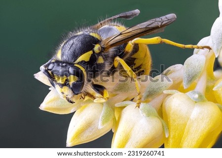 detailed macro shot of a european wasp queen on a yellow flower