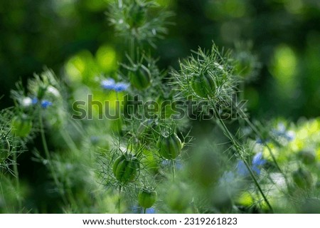 Nigella damascena seed heads toxic alkaloid capsules, green leaves Royalty-Free Stock Photo #2319261823