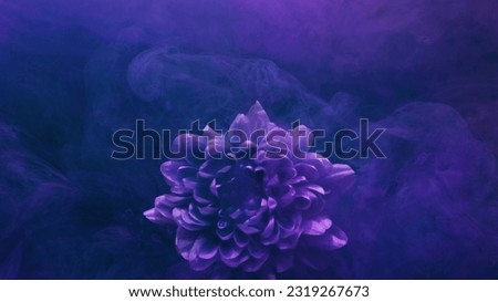 Flower smoke. Paint water. Underwater blossom. Fantasy nature. Blue purple color blooming daisy petals in mist floating abstract art background.