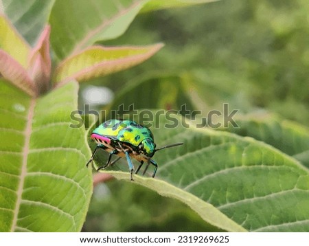 A beautiful insect picture on the green head