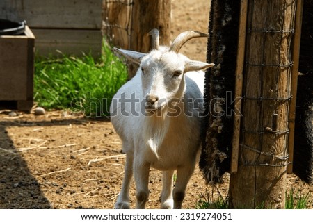 White billy goat at the petting zoo. Domestic animal. Horns. Scratcher. Scratching. Outdoors. Sunny summer day. Royalty-Free Stock Photo #2319274051