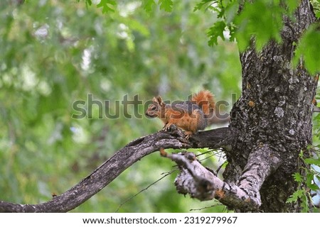 Squirrel sitting on a tree branch. Squirrel sitting on an oak tree