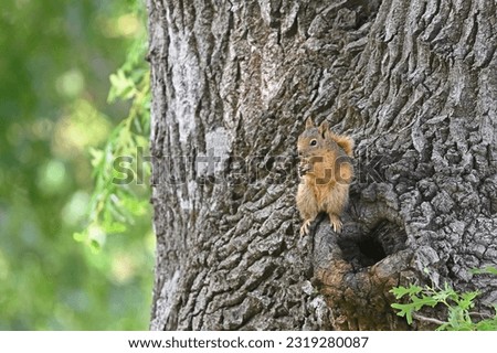 A squirrel sitting in an oak tree eating food.