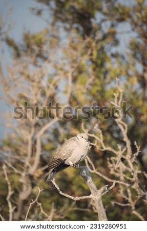 turtle dove bird sitting on a branch with blue skies in the background and green mangrove trees bellow, Eurasian collared dove
