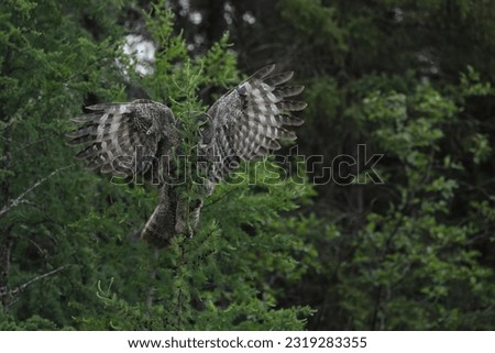 Great Gray Owl Pine Forest