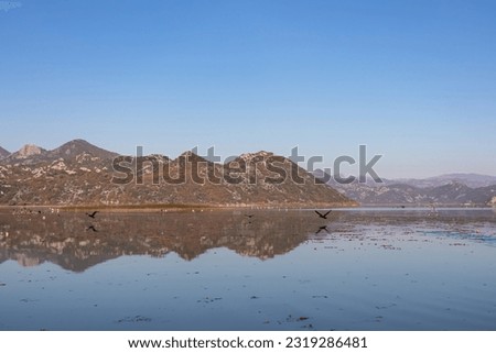 Reed cormorant flying over the water surface of Lake Skadar near Virpazar, Bar, Montenegro, Balkans, Europe. Amazing water reflection with Dinaric Alps. Bird watching on boat tour in the wilderness