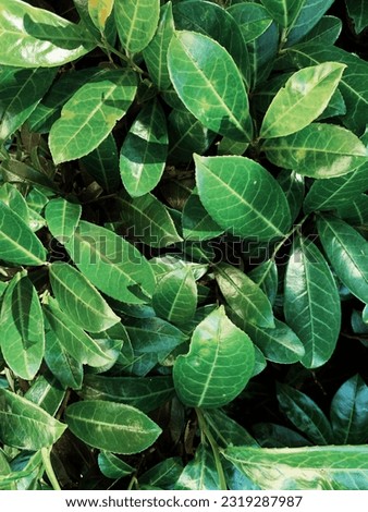 Leaves background nature and foliage background concept