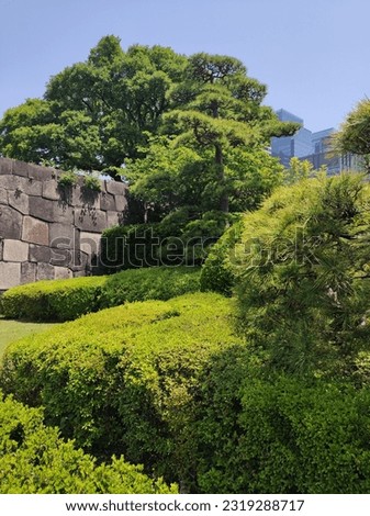 Corner of Imperial and Asian Garden in Tokyo City, with all its floral beauty, well-trimmed trees, exotic and colorful flowers, sunbeams, beautiful bushes, strong sunlight, artistic pruned bush Royalty-Free Stock Photo #2319288717