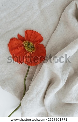 Beautiful red poppy flower on wrinkled cloth. Aesthetic minimal floral composition