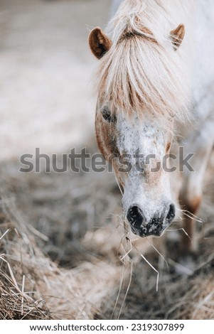 portrait of a young horse eating hay 