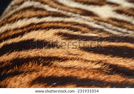  skin of bengal tiger