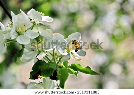 Beautiful blooming fruit trees on background of green plants in the spring home garden. 