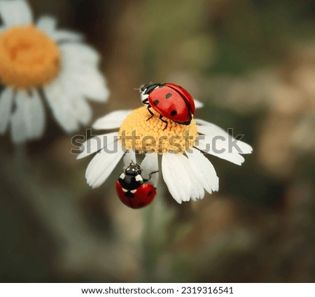 a pair of ladybugs sitting on a chamomile in a meadow