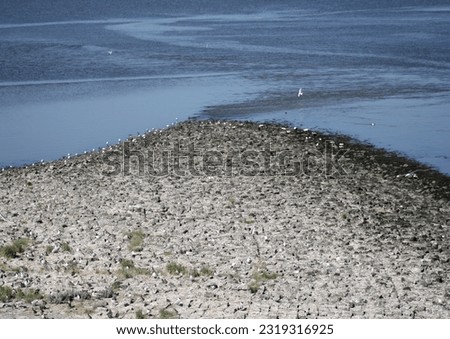 You are looking at a breeding colony near the shore at a dam in northern Germany.