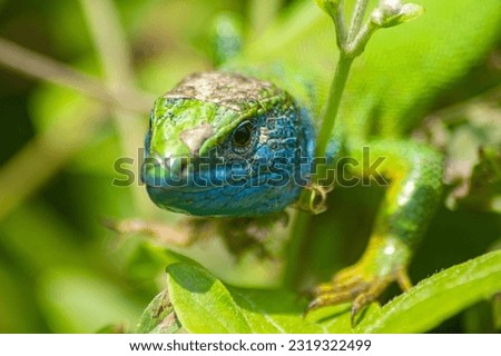 European green lizard's face focused. Selective focus, clear focus on the eye. Green picture with European's green lizard. Green lizard with a bit of blue neck. Macro