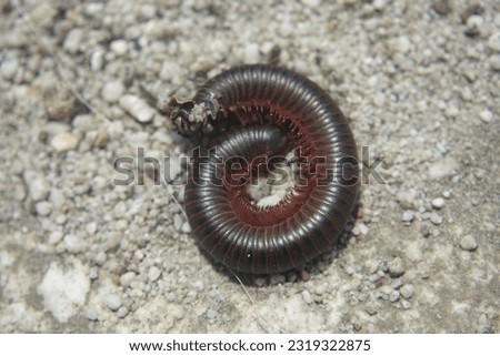 Black Millipede (Genus Narceus) on rock close up Royalty-Free Stock Photo #2319322875