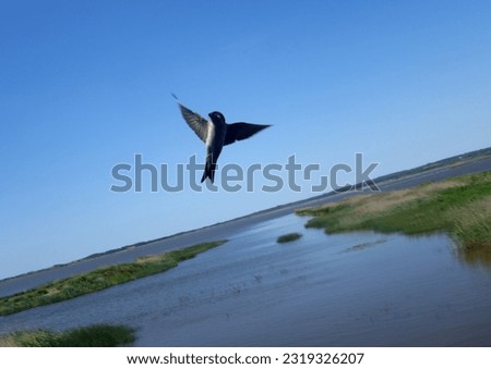 You see a swallow, which has just sought food for your offspring and flies to the nest. The photo was taken in June 2023 in Denmark.