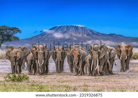 Elephant Parade Across Amboseli Plain with Mt. Kilimanjaro in Background