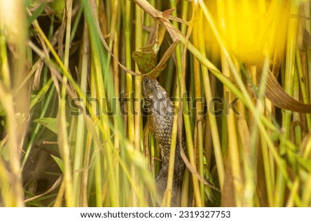 Snake's head focused on high wheat.  Macro picture of water snake. Not dangerous snake in wild. 