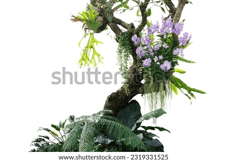 Tropical plants bush with tropical rainforest tree with epiphytes creeper plants Staghorn fern, Bird's nest fern, hanging Dischidia succulent plant and purple Vanda orchid flowers on white background Royalty-Free Stock Photo #2319331525