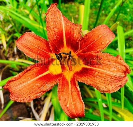 Orange Flower in Summer Rain