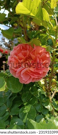 In the picture you can see a beautiful pink, red and pink rose. green leaves can be seen in the background. In summer.
