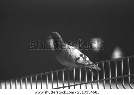 pigeons sitting in the grill